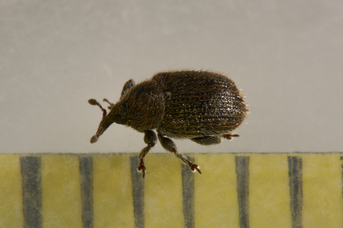 Curculionidae:  Rhinusa sp?  S, Rhinusa neta neta
